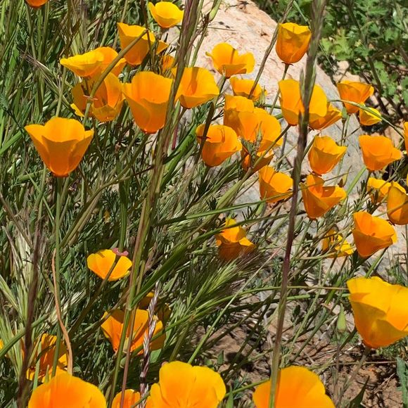 Meet your Posher, Yesenia - Picture 1 of 1